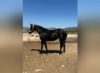 KWPN, Stute, 3 Jahre, 165 cm, Rappe