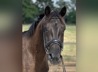 KWPN, Stute, 3 Jahre, 165 cm, Rappe