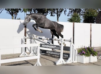 KWPN, Stute, 3 Jahre, 165 cm, Schimmel