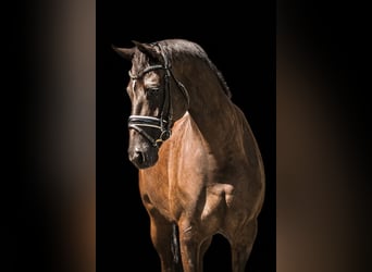 KWPN, Stute, 3 Jahre, 165 cm, Schwarzbrauner