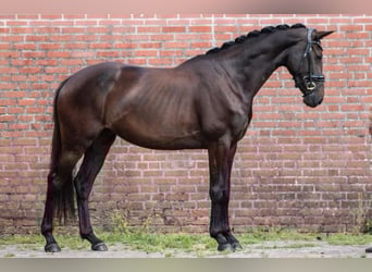 KWPN, Stute, 3 Jahre, 165 cm, Schwarzbrauner