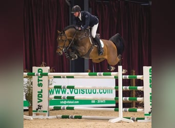 KWPN, Stute, 3 Jahre, 166 cm, Brauner