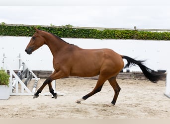 KWPN, Stute, 3 Jahre, 166 cm, Brauner