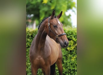 KWPN, Stute, 3 Jahre, 166 cm, Brauner