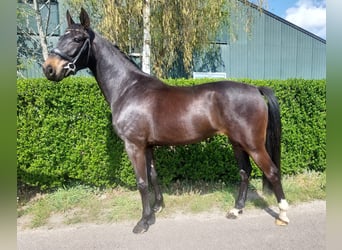 KWPN, Stute, 3 Jahre, 166 cm, Dunkelbrauner