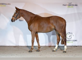 KWPN, Stute, 3 Jahre, 166 cm, Dunkelfuchs