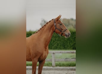 KWPN, Stute, 3 Jahre, 166 cm, Fuchs