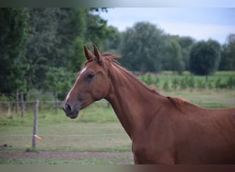KWPN, Stute, 3 Jahre, 166 cm, Fuchs