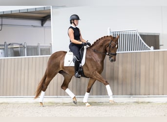 KWPN, Stute, 3 Jahre, 166 cm, Fuchs