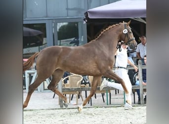 KWPN, Stute, 3 Jahre, 166 cm, Fuchs