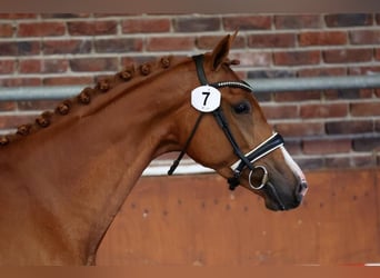 KWPN, Stute, 3 Jahre, 166 cm, Fuchs
