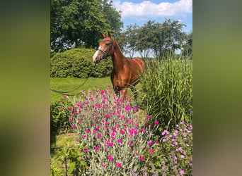 KWPN, Stute, 3 Jahre, 166 cm, Fuchs