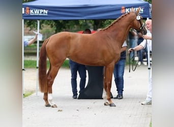 KWPN, Stute, 3 Jahre, 166 cm, Fuchs