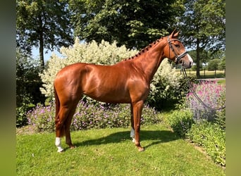 KWPN, Stute, 3 Jahre, 166 cm, Fuchs
