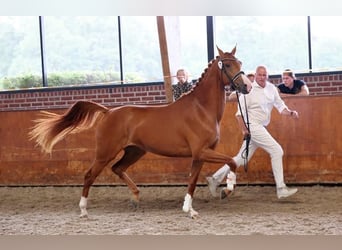 KWPN, Stute, 3 Jahre, 166 cm, Fuchs