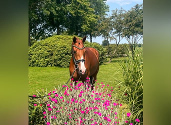KWPN, Stute, 3 Jahre, 166 cm, Fuchs
