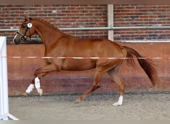 KWPN, Stute, 3 Jahre, 166 cm, Fuchs