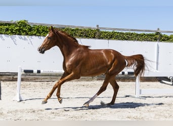 KWPN, Stute, 3 Jahre, 166 cm, Fuchs