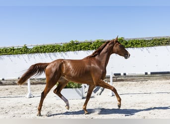 KWPN, Stute, 3 Jahre, 166 cm, Fuchs
