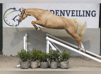 KWPN, Stute, 3 Jahre, 166 cm, Palomino