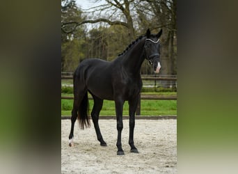 KWPN, Stute, 3 Jahre, 166 cm, Rappe