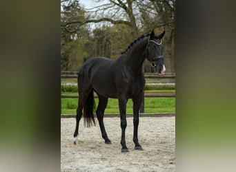 KWPN, Stute, 3 Jahre, 166 cm, Rappe