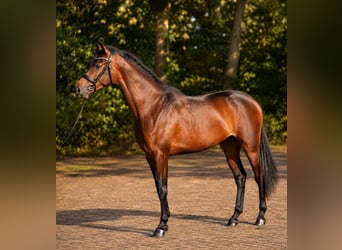 KWPN, Stute, 3 Jahre, 167 cm, Brauner