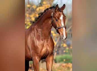 KWPN, Stute, 3 Jahre, 167 cm, Brauner