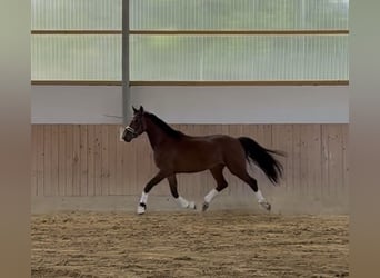 KWPN, Stute, 3 Jahre, 167 cm, Brauner