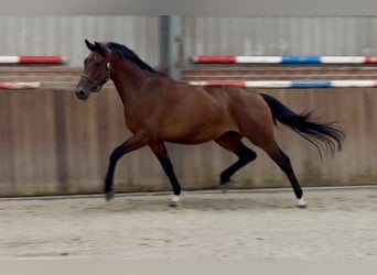 KWPN, Stute, 3 Jahre, 167 cm, Brauner