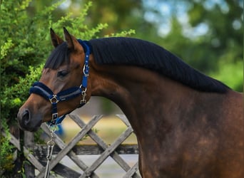 KWPN, Stute, 3 Jahre, 167 cm, Brauner