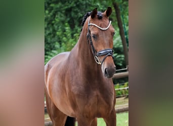 KWPN, Stute, 3 Jahre, 167 cm, Dunkelbrauner