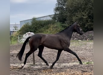 KWPN, Stute, 3 Jahre, 167 cm, Dunkelbrauner