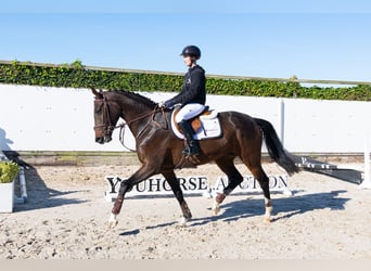 KWPN, Stute, 3 Jahre, 167 cm, Dunkelbrauner