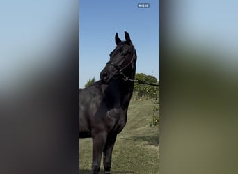 KWPN, Stute, 3 Jahre, 167 cm, Rappe