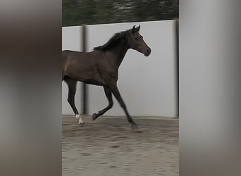 KWPN, Stute, 3 Jahre, 167 cm, Rotbrauner