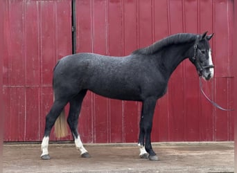 KWPN, Stute, 3 Jahre, 167 cm