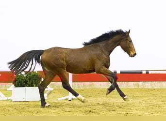 KWPN, Stute, 3 Jahre, 167 cm