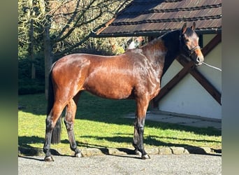 KWPN, Stute, 3 Jahre, 168 cm, Brauner