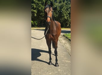KWPN, Stute, 3 Jahre, 168 cm, Brauner