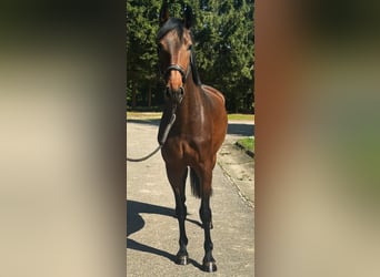 KWPN, Stute, 3 Jahre, 168 cm, Brauner