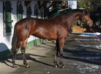KWPN, Stute, 3 Jahre, 168 cm, Brauner