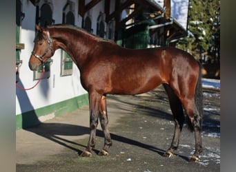 KWPN, Stute, 3 Jahre, 168 cm, Brauner