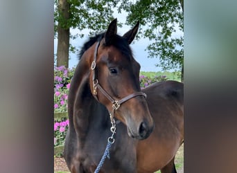 KWPN, Stute, 3 Jahre, 168 cm, Dunkelbrauner