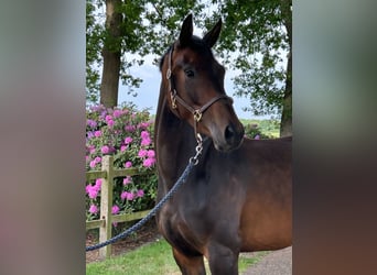 KWPN, Stute, 3 Jahre, 168 cm, Dunkelbrauner