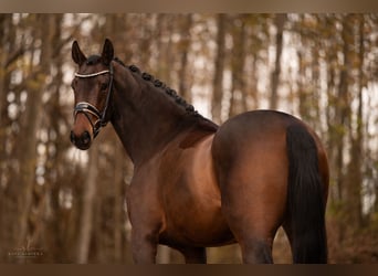 KWPN, Stute, 3 Jahre, 168 cm, Dunkelbrauner