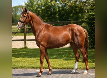 KWPN, Stute, 3 Jahre, 168 cm, Fuchs