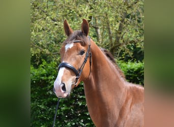 KWPN, Stute, 3 Jahre, 168 cm, Fuchs