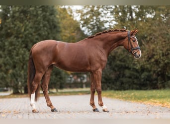 KWPN, Stute, 3 Jahre, 168 cm, Fuchs