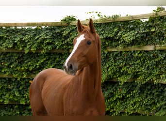 KWPN, Stute, 3 Jahre, 168 cm, Fuchs